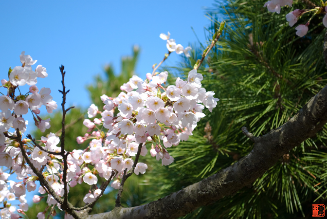 松、桜の画像