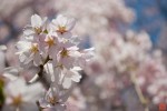 満開のしだれ桜の画像