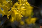 黄の花の画像