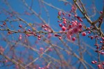 寒緋桜の画像