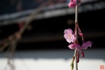 屋敷、桜の画像