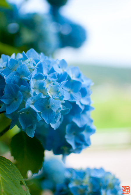 青の紫陽花の画像