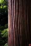 古木、大樹の画像
